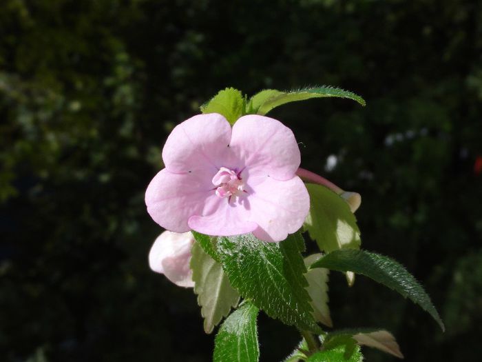 Double Pink Rose