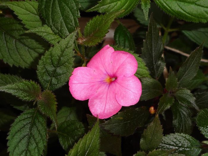 Cascade Fashionable Pink - 0 Achimenes