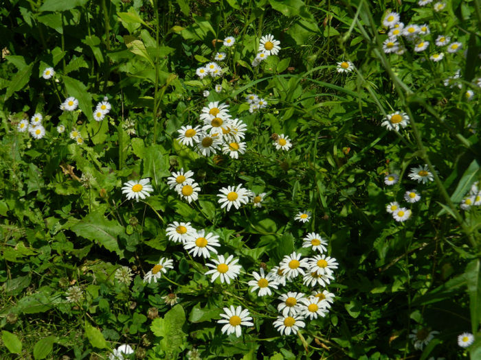 DSCN6072