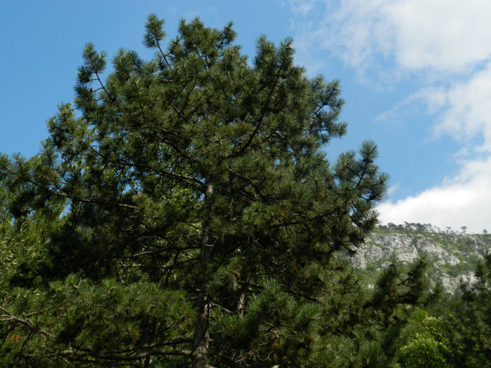 DSCN6107