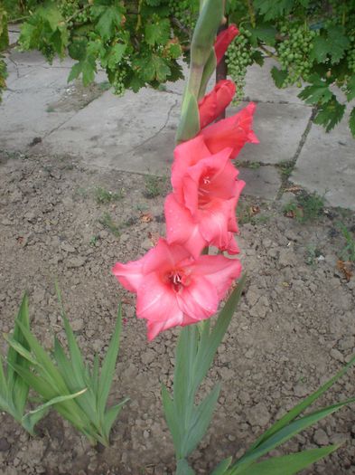  - GLADIOLE 2013