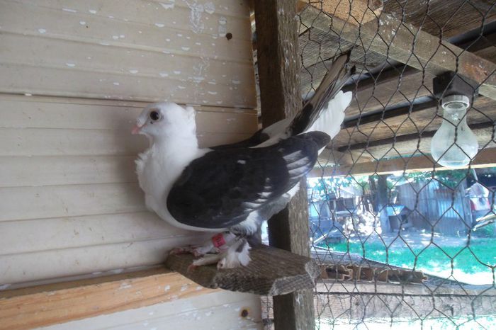 SAM_1070 - Jucatori si satineti