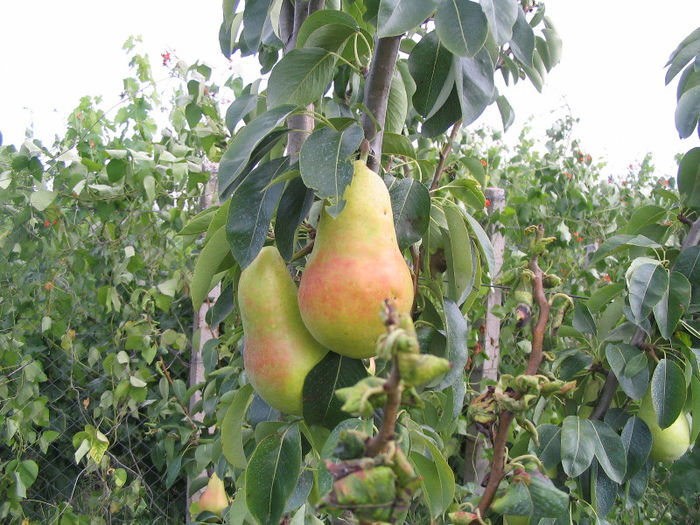 pere - gradina 2013