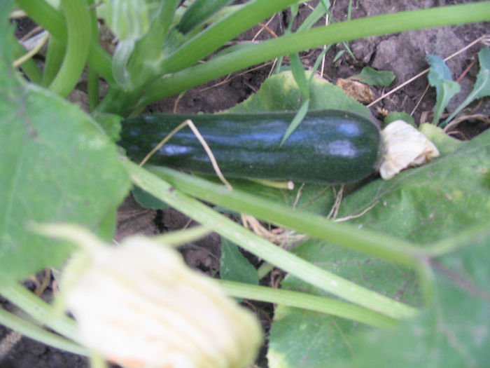 zuchini