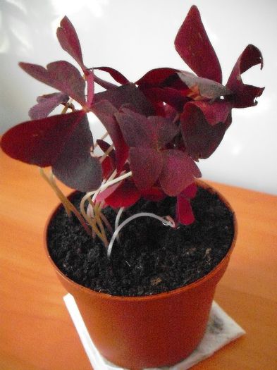 24.7.2013 - OXALIS TRIANGULARIS