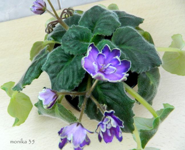 iulie 2013 - KING-S TREASURE-PIERDUT