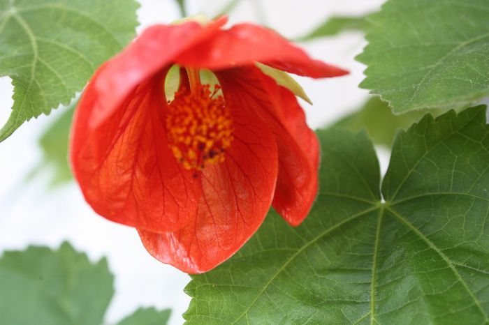 IMG_9764 - Abutilon