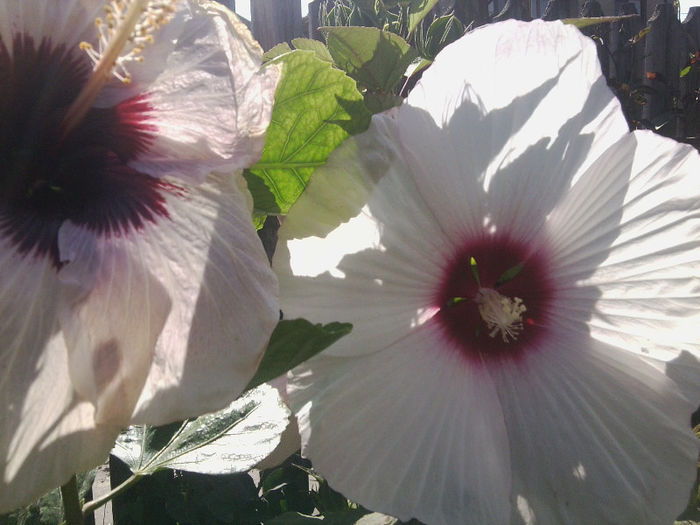 2 flori uriase - hibiscusi 2013-2