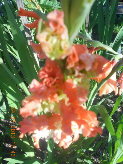 DSCN3885