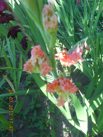 DSCN3886