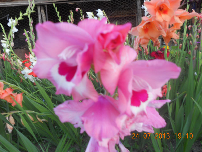 DSCN3904