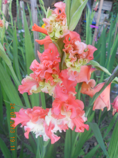 DSCN3907