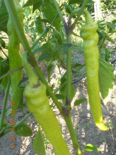DSCN3899