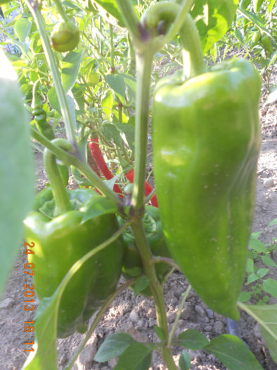 DSCN3902