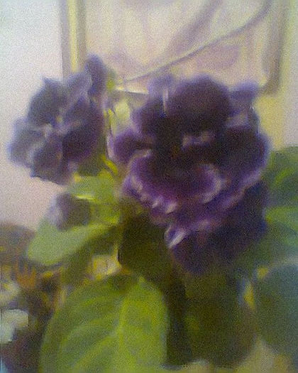 Copy of Fotogr.0242