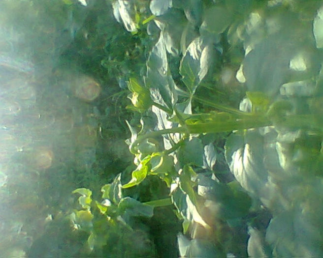 Fotogr.0231