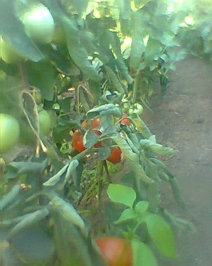 Fotogr.0232