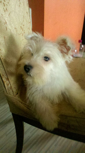 2013-02-02_14-21-26_997 - VAND WESTIE