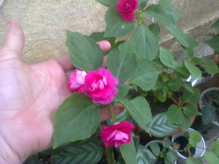  - A-Flori 2013