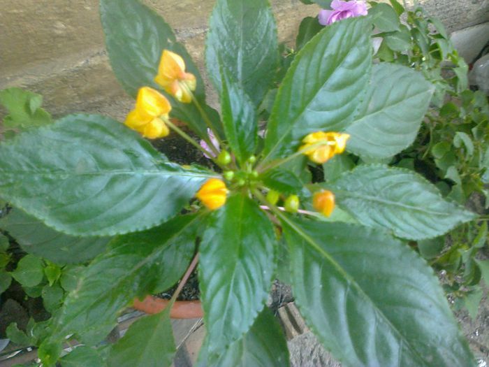  - A-Flori 2013
