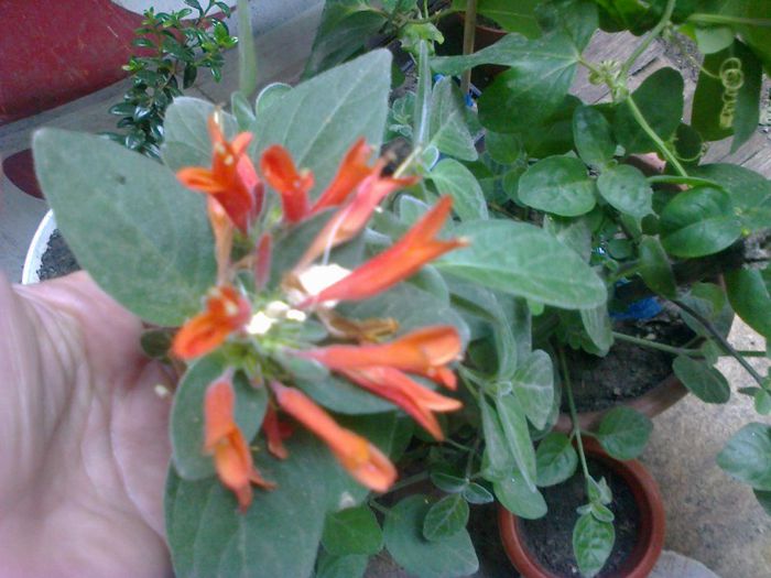  - A-Flori 2013