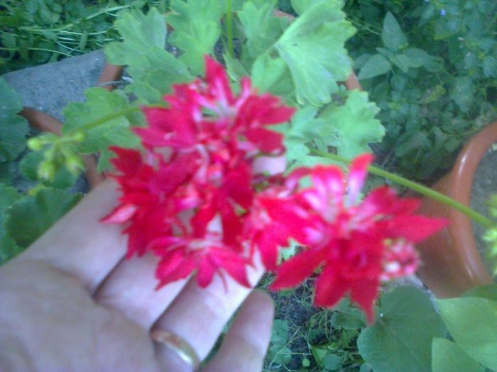 Pixie Rose