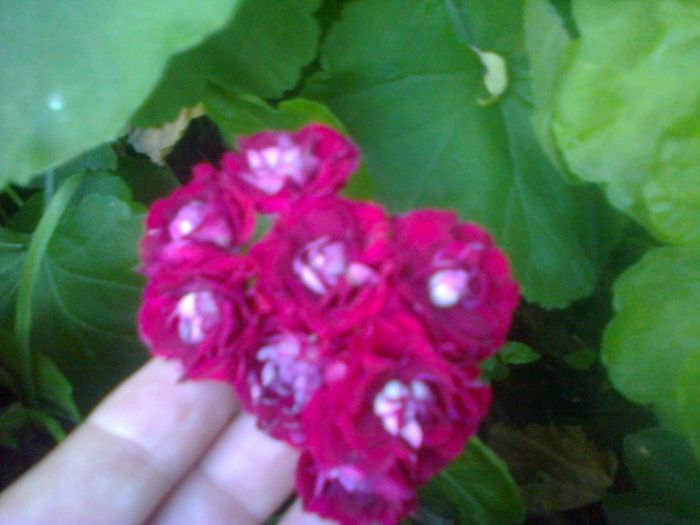 Muscata trandafiras