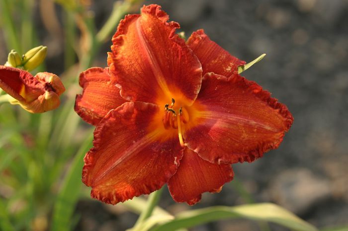 Apache War Dance - HEMEROCALLIS