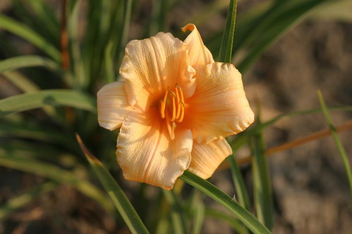 Apricot Sparkles - HEMEROCALLIS