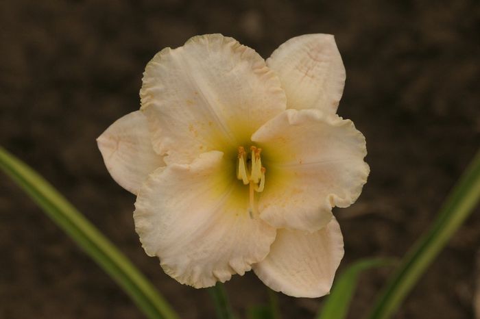 Arctic Splendor - HEMEROCALLIS