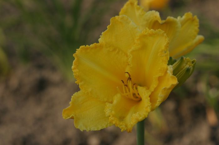 Atlanta Fringe Benefit - HEMEROCALLIS