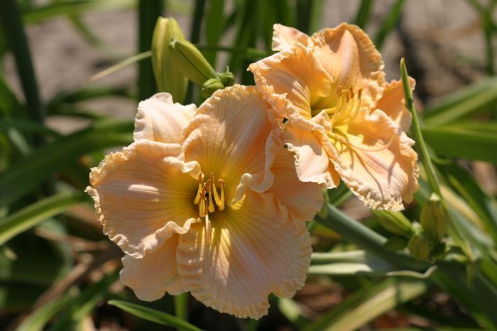 Ann Thomas - HEMEROCALLIS