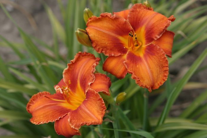 Apache War Dance - HEMEROCALLIS