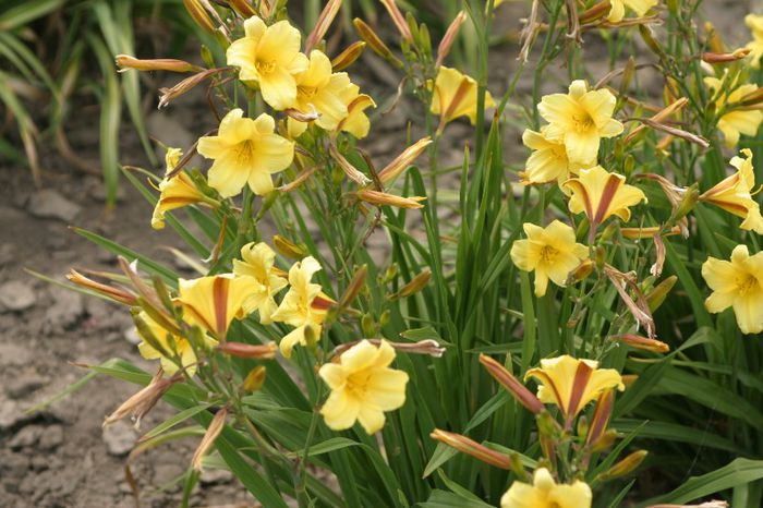 Backstroke - HEMEROCALLIS