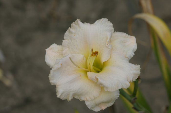 Artic Splendor - HEMEROCALLIS