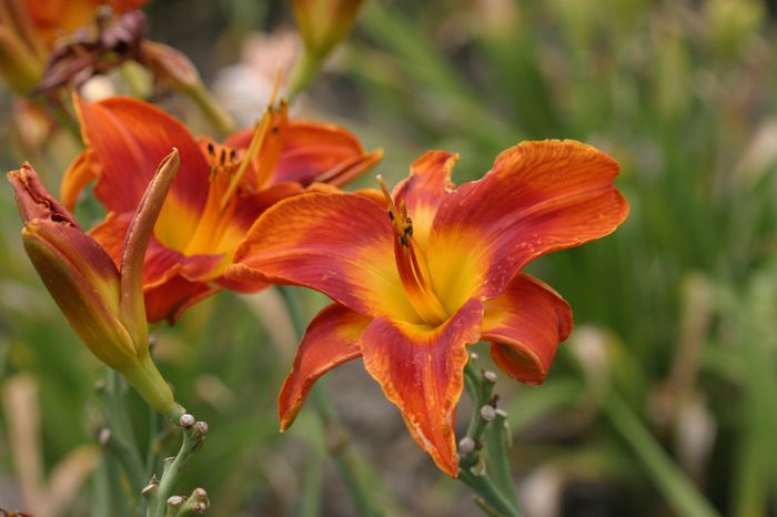 Avante Garde - HEMEROCALLIS