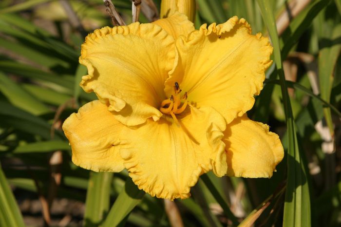 Bill Noris - HEMEROCALLIS