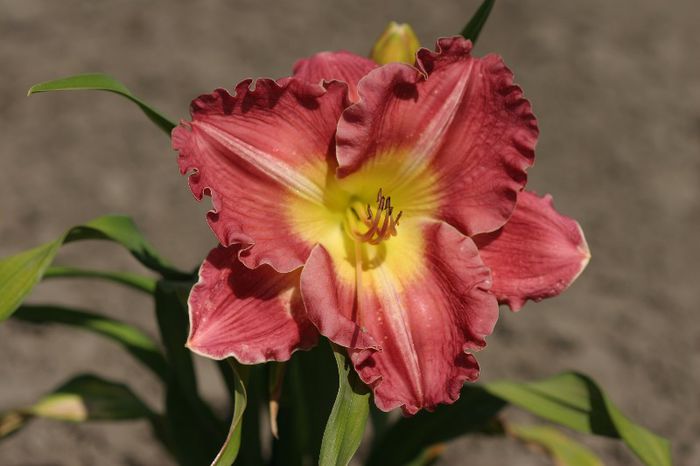 Be My Valentine - HEMEROCALLIS