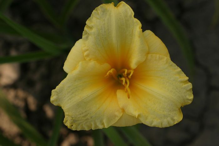 Bit of Class - HEMEROCALLIS