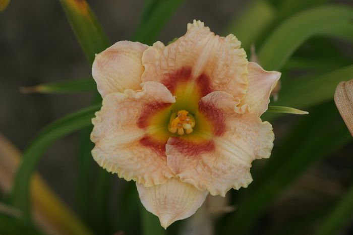 Broadway Accent - HEMEROCALLIS