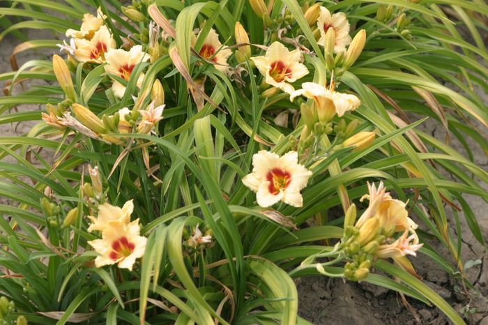 Bumblebee Bouquet - HEMEROCALLIS