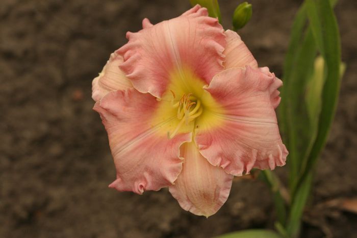 Pink Elation