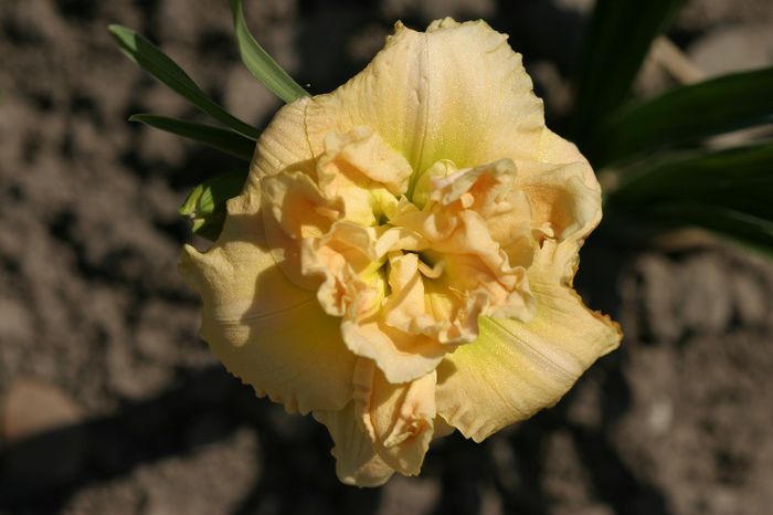 Siloam Double Frost