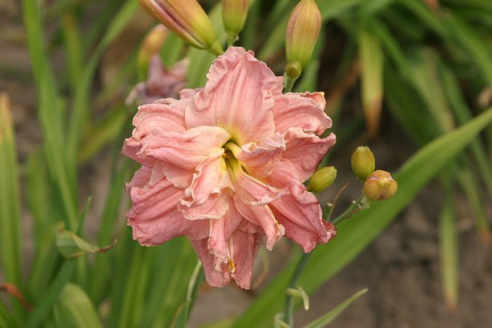 Siloam Lady Lucia