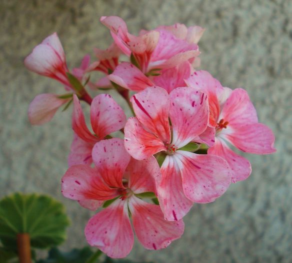 Iulie 2013 - Muscate Sieberz