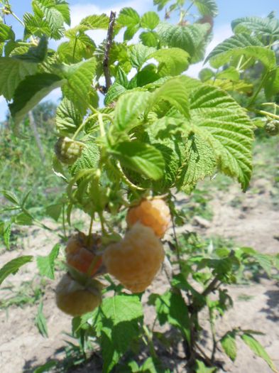 Zmeura aurie Cytria 3 - Zmeura aurie Cytria