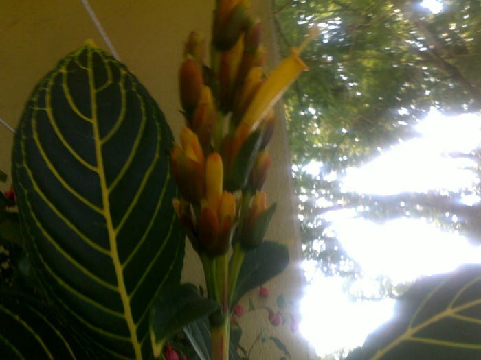 180720131235 - plante 2013