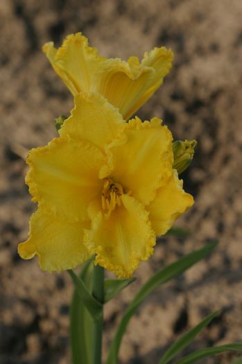 Atlanta Fringe Benefit - HEMEROCALLIS