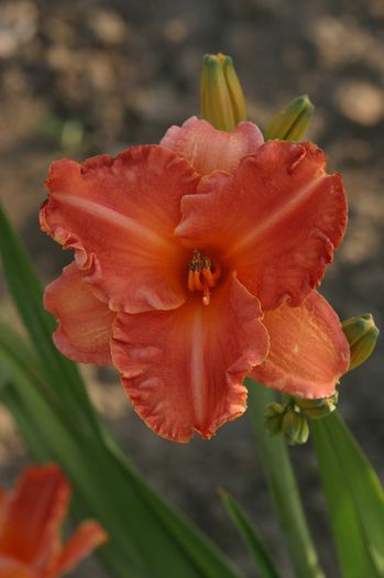 Bittersweet Destiny - HEMEROCALLIS