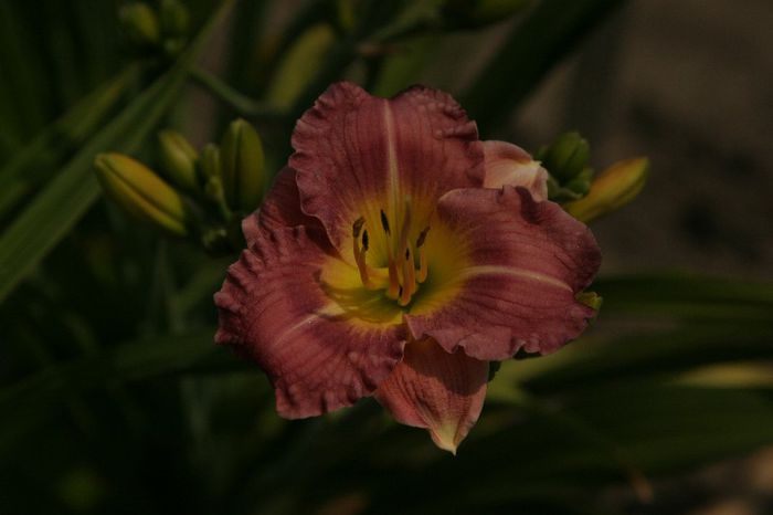 Brookwood Wistfull - HEMEROCALLIS